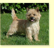 Cairn Terrier Welpen von Cairn Ladys Ilona Bretschneider