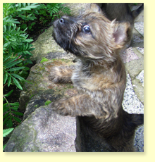 Cairn Terrier Ilona Bretschneider