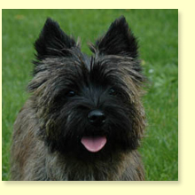 Cairn Terrier Gina